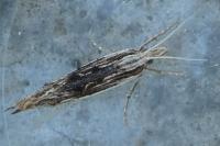 Ypsolopha scabrella