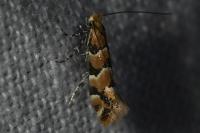 Phyllonorycter trifasciella