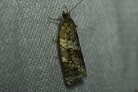 Argyrotaenia ljungiana