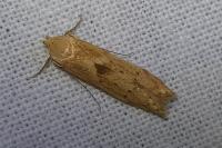 Blastobasis lacticolella