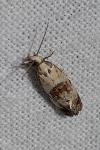 Neocochylis