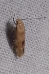 Mompha epilobiella