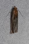 Eucosma