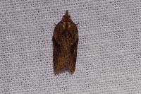 Acleris