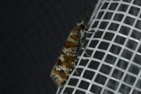 Rhyacionia pinivorana