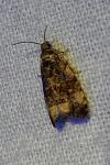 Endothenia gr. gentianaeana