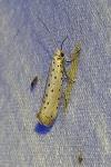 Yponomeuta padella