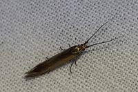 Coleophora