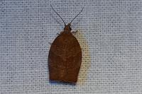 Pandemis heparana