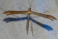 Stenoptilia