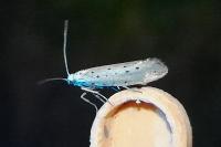 Yponomeuta rorrella