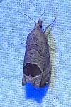 Notocelia uddmanniana