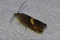 Dichrorampha petiverella