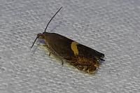 Dichrorampha petiverella