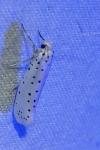 Yponomeuta cagnagella