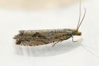 Bactra lancealana