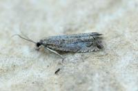 Bactra lancealana
