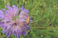 Nemophora metallica