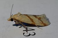 Aethes