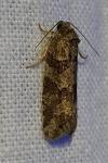 Cnephasia