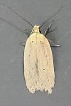 Agonopterix pallorella
