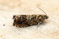 Enarmonia formosana