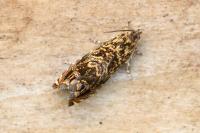 Enarmonia formosana