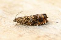 Enarmonia formosana