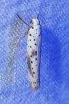 Yponomeuta irrorella