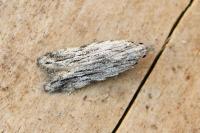 Anarsia innoxiella