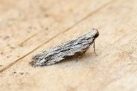 Anarsia innoxiella