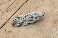 Anarsia innoxiella