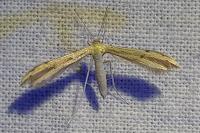 Adaina microdactyla