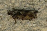 Zeiraphera isertana