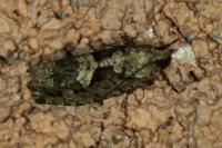 Zeiraphera isertana