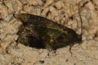 Ditula angustiorana