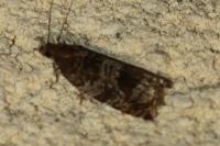 Ancylis achatana