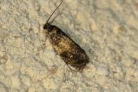 Celypha aurofasciana