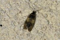 Celypha aurofasciana