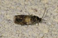 Celypha aurofasciana