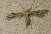 Gillmeria ochrodactyla