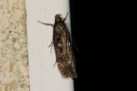 Gelechia sororculella