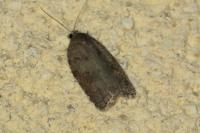 Acleris sparsana