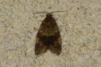 Epagoge grotiana
