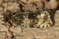 Celypha lacunana
