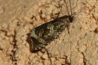Celypha lacunana