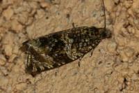 Celypha lacunana