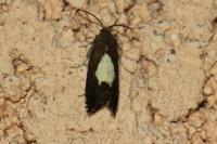Pammene regiana