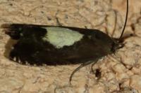 Pammene regiana
