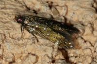 Argolamprotes micella
